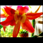 orchid01.jpg