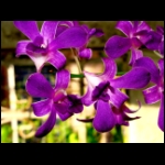 orchid05.jpg