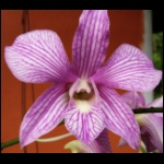orchid07.jpg