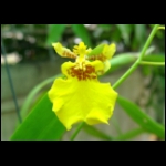 orchid12.jpg